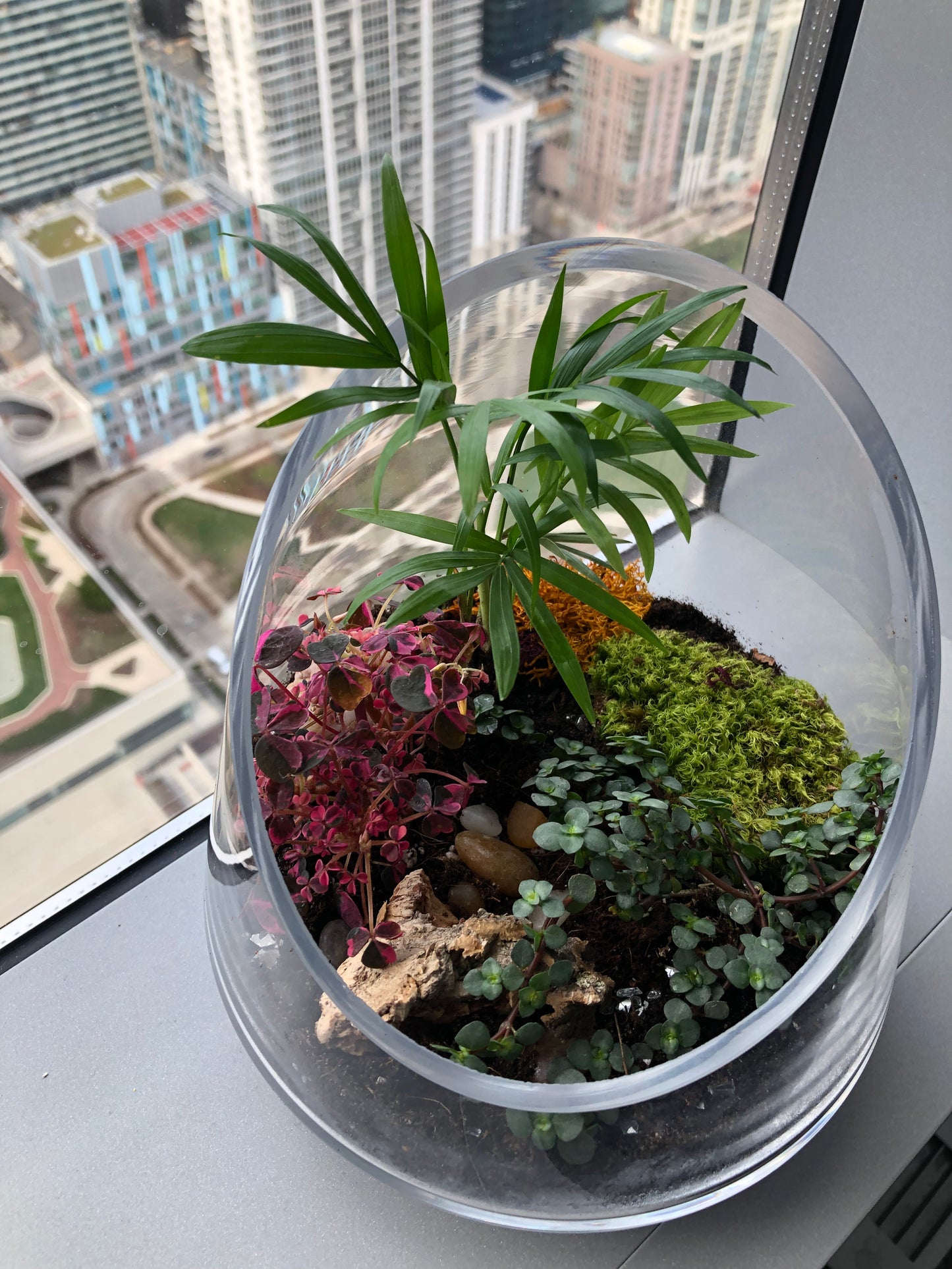 Tropical terrarium with low plants, moss and parlor palm