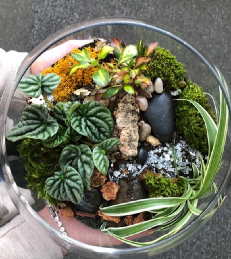 Tropical Terrarium Workshop - Mother's Day May 12th 2024